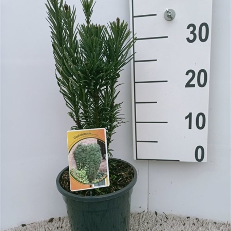 Cephalotaxus ha. 'Fastigiata' ES19  C3