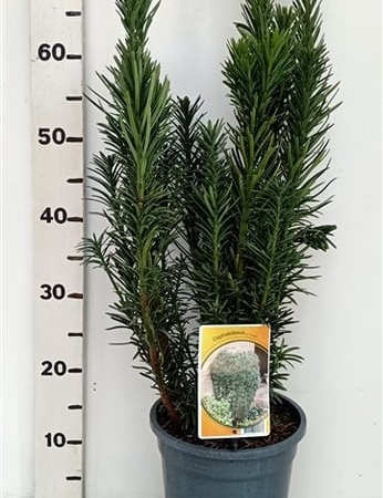 Cephalotaxus ha. 'Fastigiata' ES19  C3