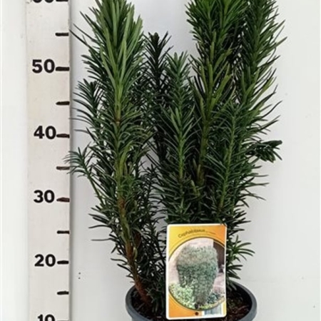 Cephalotaxus ha. 'Fastigiata' ES19  C3