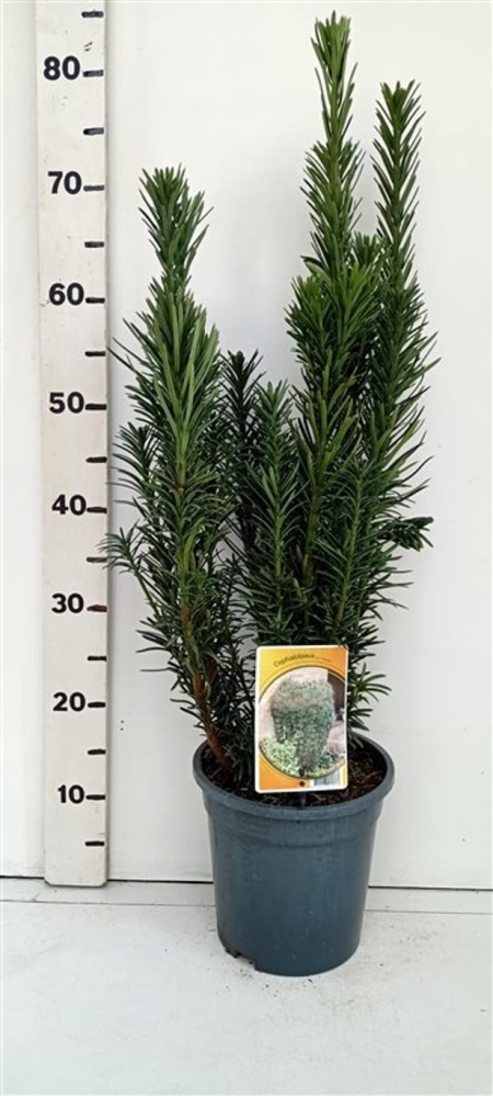 Cephalotaxus ha. 'Fastigiata' ES19  C3