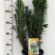 Cephalotaxus ha. 'Fastigiata' ES19  C3