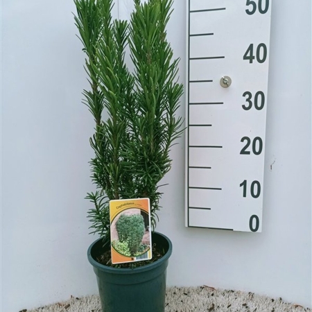 Cephalotaxus ha. 'Fastigiata' ES19  C3