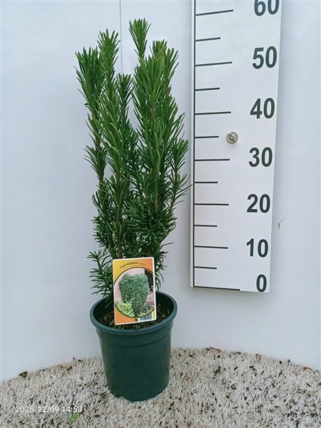 Cephalotaxus ha. 'Fastigiata' ES19  C3