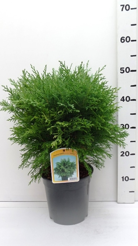 Chamaecyparis l. 'Globosa' ES19  C3
