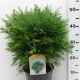 Chamaecyparis l. 'Globosa' ES19  C3