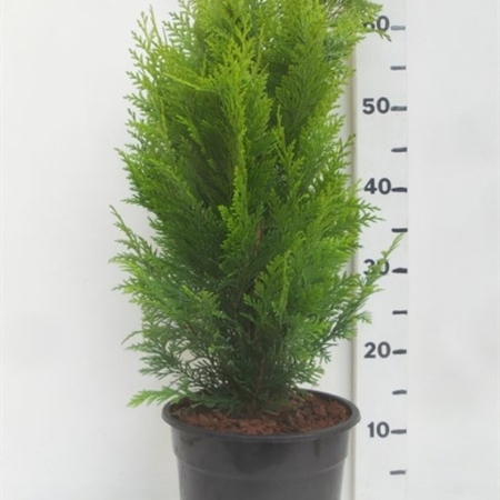 Chamaecyparis l. 'Stardust' ES19  C3