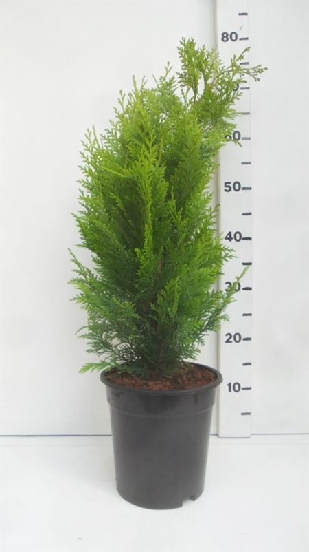 Chamaecyparis l. 'Stardust' ES19  C3