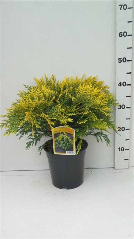 Chamaecyparis l. 'Sunkist' ES19  C3