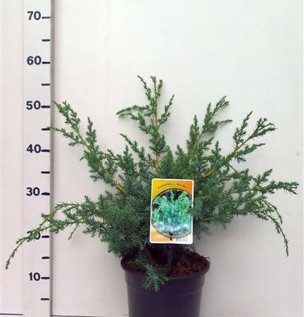 Juniperus chinensis 'Blue Alps' ES19  C3