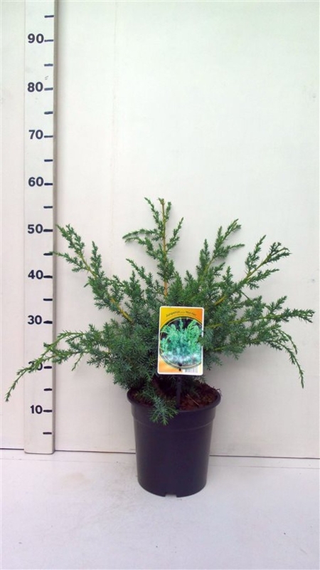 Juniperus chinensis 'Blue Alps' ES19  C3