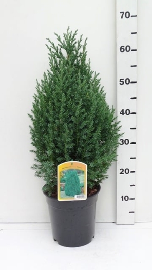 Juniperus chinensis.'Stricta' ES19  C3