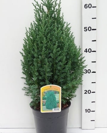 Juniperus chinensis.'Stricta' ES19  C3