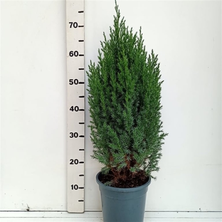 Juniperus chinensis.'Stricta' ES19  C3