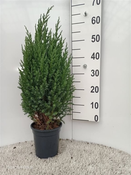 Juniperus chinensis.'Stricta' ES19  C3