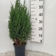 Juniperus chinensis.'Stricta' ES19  C3