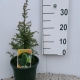 Juniperus communis 'Arnold' ES19  C3