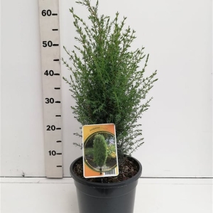 Juniperus communis  'Arnold' ES19  C3