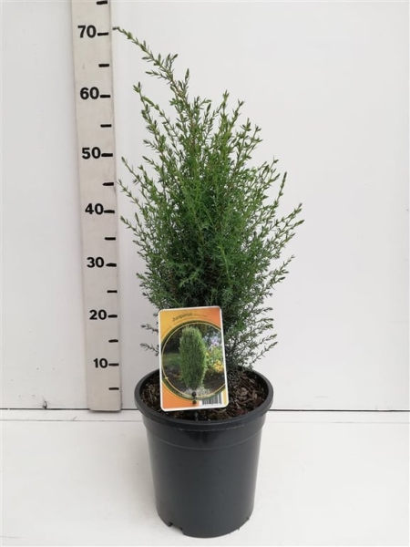 Juniperus communis  'Arnold' ES19  C3