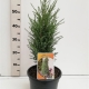 Juniperus communis 'Compressa' ES19  C3