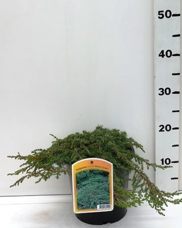 Juniperus communis 'Green Carpet' ES19  C3