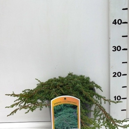 Juniperus communis 'Green Carpet' ES19  C3