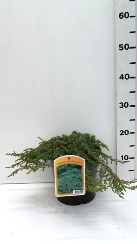 Juniperus communis 'Green Carpet' ES19  C3
