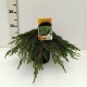 Juniperus communis 'Green Carpet' ES19  C3