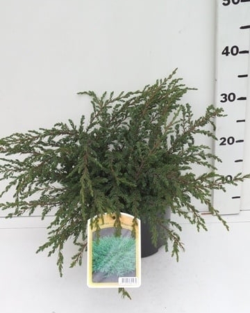 Juniperus communis 'Repanda' ES19  C3