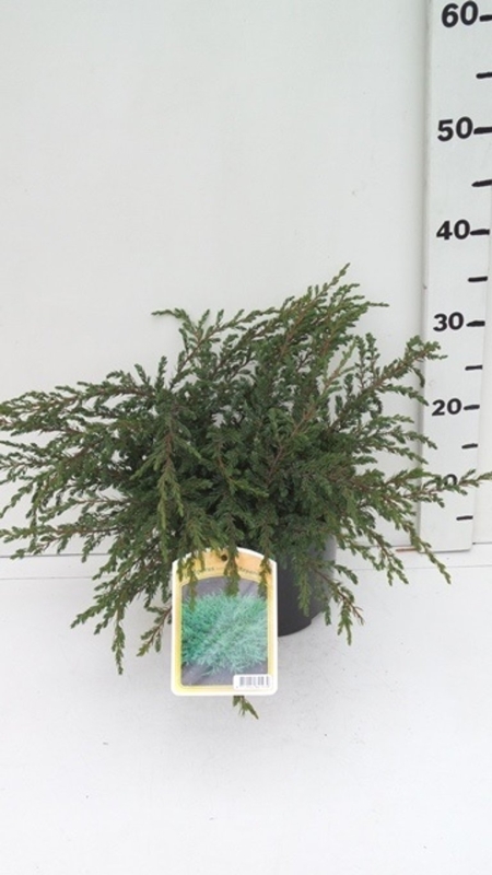 Juniperus communis 'Repanda' ES19  C3