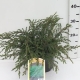 Juniperus communis 'Repanda' ES19  C3