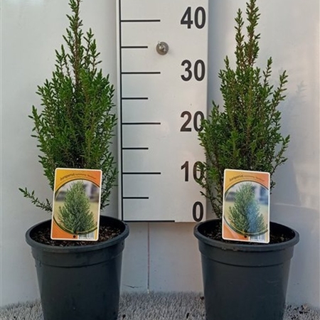 Juniperus communis 'Sentinel' ES19  C3