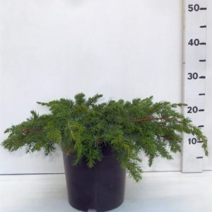 Juniperus conferta ' Schlager ' ES19  C3