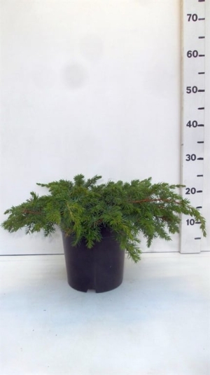 Juniperus conferta ' Schlager ' ES19  C3