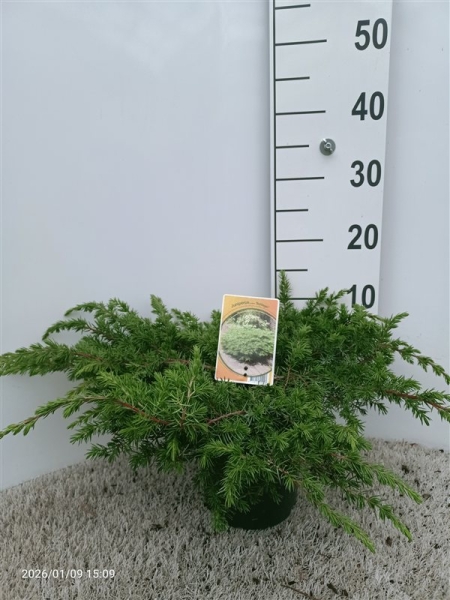 Juniperus conferta 'Schlager' ES19  C3