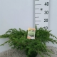 Juniperus conferta 'Schlager' ES19  C3