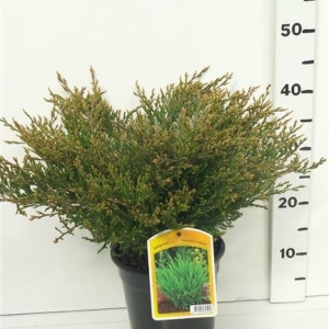 Juniperus hor. 'Andorra Compact' ES19  C3