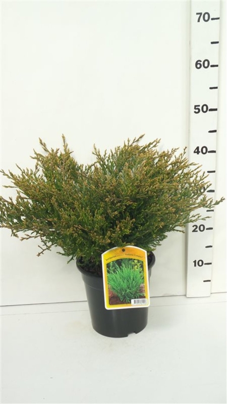 Juniperus hor. 'Andorra Compact' ES19  C3