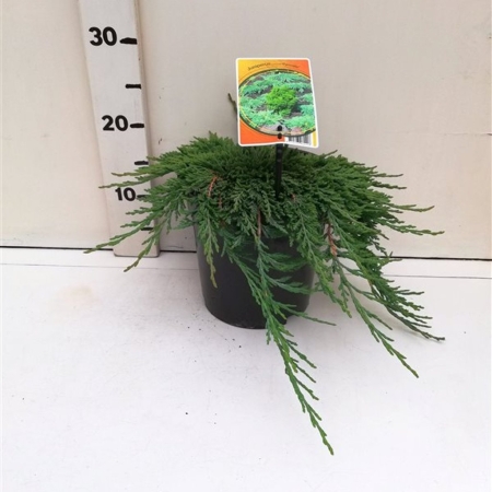 Juniperus hor. 'Pancake' ES19  C3