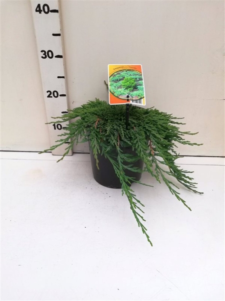 Juniperus hor. 'Pancake' ES19  C3