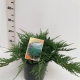 Juniperus hor. 'Prince of Wales' ES19  C3