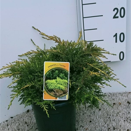 Juniperus pfitzeriana 'Gold Star' ES19  C3