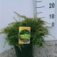 Juniperus pfitzeriana 'Gold Star' ES19  C3