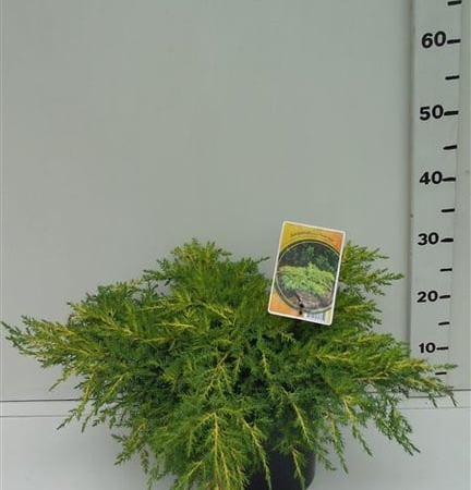 Juniperus pfitzeriana 'Gold Star' ES19  C3