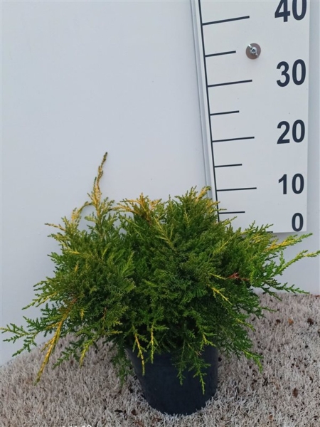 Juniperus pfitzeriana 'Gold Star' ES19  C3