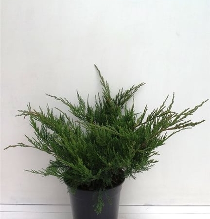 Juniperus pfitzeriana 'Mint Julep' ES19  C3