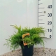 Juniperus pfitzeriana'Gold Coast' ES19  C3