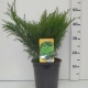 Juniperus sabina ES19  C3