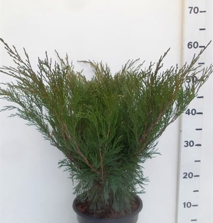 Juniperus sabina ES19  C3