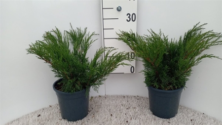 Juniperus sabina ES19  C3