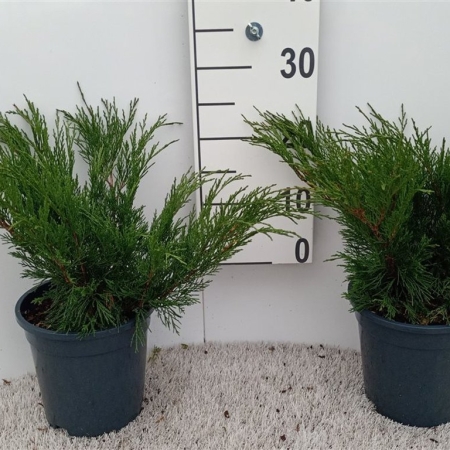Juniperus sabina ES19  C3